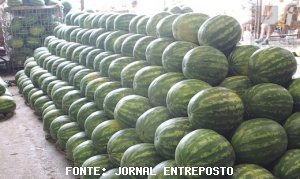 MELANCIA/CEPEA: Frutas acumulam no atacado