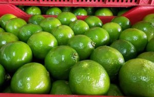 CITROS/CEPEA: Preços da lima ácida tahiti caem na virada do mês