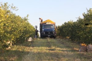 Industry demand pushes up pear orange prices in the in natura market
