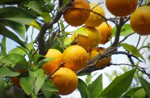 CITRUS/CEPEA: With a larger orange harvest in BR, juice inventories should be higher in jun/2020