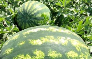 WATERMELON/CEPEA: Prices dropped in May, but profitability remained positive