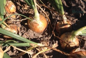 CEBOLA/CEPEA: Chuvas atrapalham colheita em SC