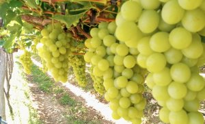 GRAPE/CEPEA: Freeze in Marialva (Paraná state) concerns growers