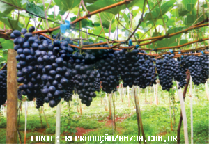 GRAPE/CEPEA: New seedless varieties can improve exports