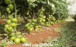 TOMATE/CEPEA: Apesar da pouca oferta, fruto se desvaloriza