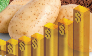 BATATA/CEPEA: Custo de produção de batata à indústria de chips em Vargem Grande do Sul (SP)