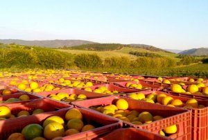 CITROS/CEPEA: Frutas de fim de ano já impactam procura por laranja