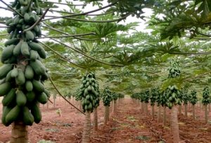PAPAYA/CEPEA: Price of formosa variety increases in producer regions