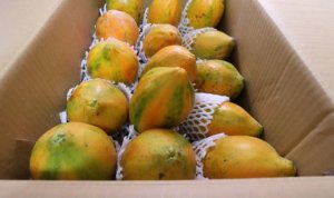 MAMÃO/CEPEA: Rodovias paradas afetam chegada de frutas à Ceagesp