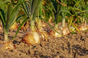 CEBOLA/CEPEA: Plantio se intensifica no NE em janeiro