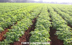 BATATA/CEPEA: Oferta no atacado aumenta com colheita das secas