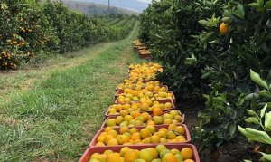 CITROS/CEPEA: Frutas de fim de ano já impactam na procura por laranja