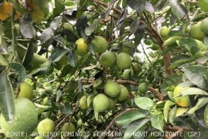 CITRUS/CEPEA: Rains reduce liquidity in the Brazilian citrus market