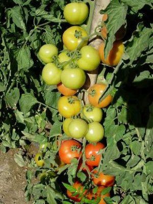 Colheita de tomate atrasada