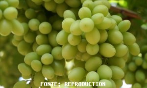 GRAPE/CEPEA: Exports shall initiate in March