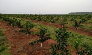 CITROS/CEPEA: Área plantada de limões e limas cresce com força nos últimos anos