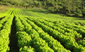LETTUCE/CEPEA: Dry weather affected winter season production