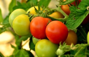 TOMATO/CEPEA: Low offer boost prices