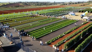 ESPAÇO DO PARCEIRO: Horticultura em alta: em meio a lançamentos e aprendizados, público do Open Field Day da Agristar cresce mais de 38%