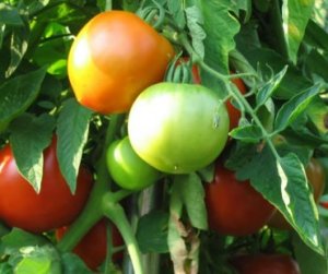 Baixas temperaturas aquecem mercado do tomate 3A