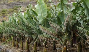 BANANA/CEPEA: What will be the impact of the heat wave on supply?