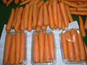 Colheita de cenoura