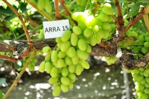 UVA/CEPEA: Vale começa a enviar uva para a Europa