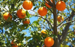 CITROS/CEPEA: Em ano atípico, como devem ser as cotações de laranja em julho?
