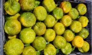 CITROS/CEPEA: Abastecidos, mercados reduzem cotações de laranja e de poncã para elevar escoamento