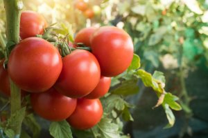 ESPAÇO DO PARCEIRO: IHARA lança inseticida inédito para tomate
