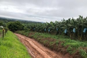 BANANA/CEPEA: Chuvas afetam transporte em Delfinópolis