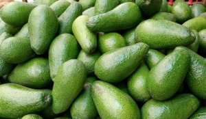 HORTIFRUTI/CEPEA: Principais características do abacate no BR