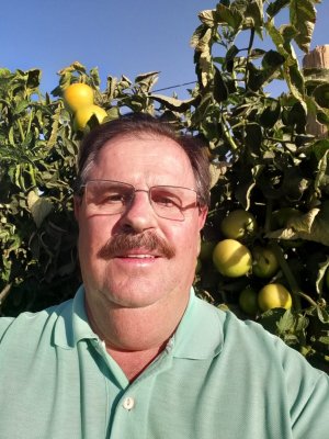 ESPAÇO HF: Enxertia, uma técnica crescente e necessária na tomaticultura, por João Roberto do Amaral Junior