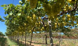 UVA/CEPEA: Viticultores do PR enfrentam baixa demanda