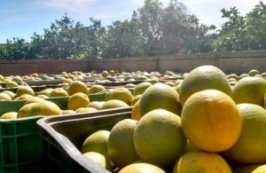 CITRUS/CEPEA: Outlook for 2019