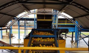 CITROS/CEPEA: Fundecitrus confirma produção de laranja 21/22 em 264,14 milhões de caixas