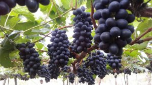 GRAPE/CEPEA: Weather and high production costs are challenging producers in São Francisco Valley