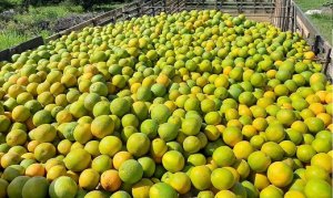 CITRUS/CEPEA: Average price for pear oranges rises by 57% this season