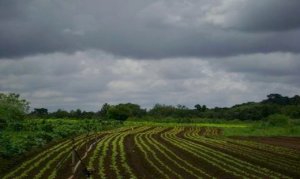 HORTIFRUTI/CEPEA: Chove na minha horta em 2018?