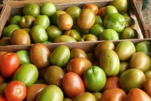 TOMATE/CEPEA: Preços do tomate começam a dar sinais de aumento
