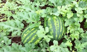 WATERMELON/CEPEA: Offer rise in Tocantins state