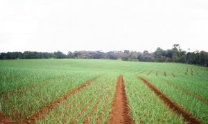 CEBOLA/CEPEA: Plantio da safra 2022 se inicia no Cerrado