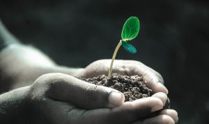 HORTIFRUTI/CEPEA: Indústria impulsiona área de hortaliças em 2022 e 2023