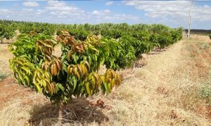 MANGO/CEPEA: Vale do São Francisco producers continue to expand their area in 2022, but at a smaller pace