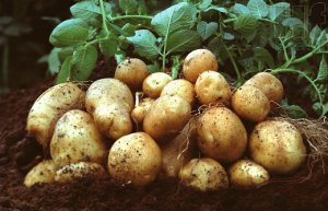 POTATO/CEPEA: Prices remain low in September