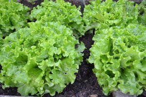 LETTUCE/CEPEA: After high prices, quotes fall in April