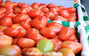 TOMATE/CEPEA: Fruto se valoriza, mas amplitude nos preços é grande