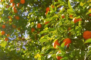 HORTIFRUTI/CEPEA: Como estão os custos na produção citrícola em 2021/22?