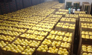 MELÃO/CEPEA: Preços do amarelo recuam (de novo) na Ceagesp
