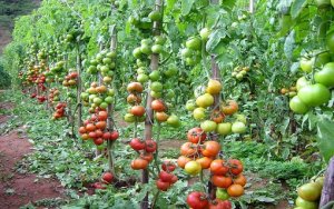 TOMATO/CEPEA: Tomato supply tends to increase in June